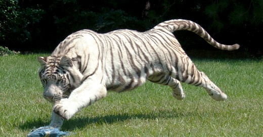 Royal White Bengal Tiger ~ ©Rare Species Fund