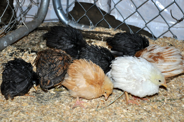 First Chickens DSC_0719