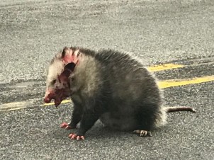 Opossum_9039-001